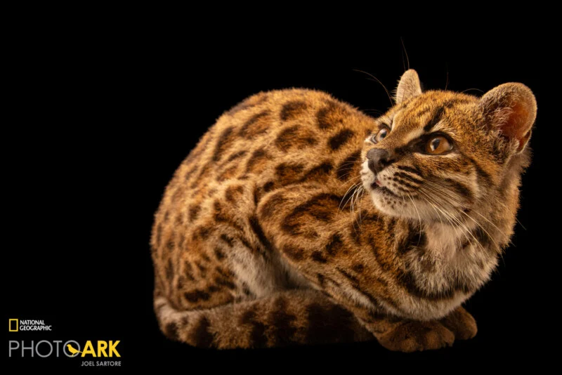 A small, spotted wild cat with large amber eyes sits against a solid black background, looking upward and to the right.