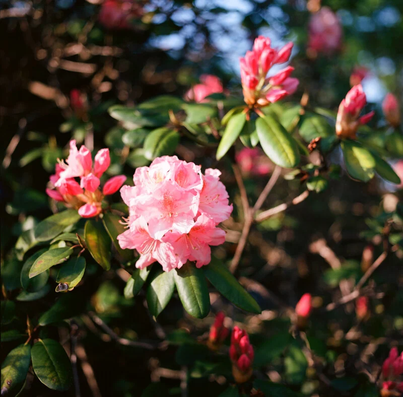 A cluster of vibrant pink rhododendron flowers blooms among dark green leaves in soft, natural light.
