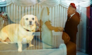 Fotograaf per ongeluk dubbelbelicht huwelijksfoto’s met foto’s van haar hond en kat