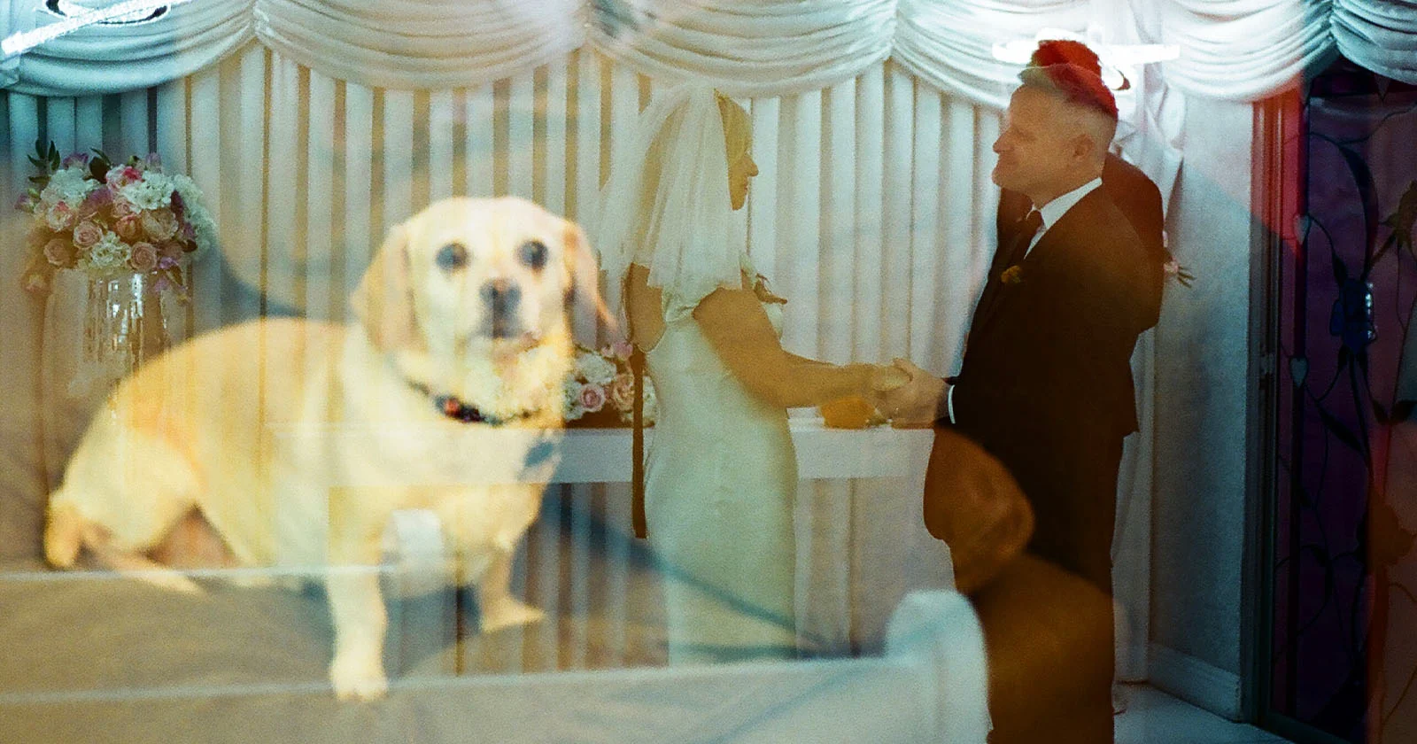 Fotograaf per ongeluk dubbelbelicht huwelijksfoto’s met foto's van haar hond en kat