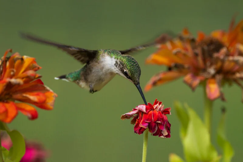 A hummingbird hovers in mid-air, inserting its long, thin beak into a small red flower surrounded by larger orange blossoms.