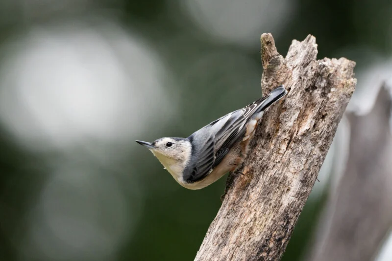 A white-breasted nuthatch with a grey back and black cap clings to the side of a weathered, vertical tree trunk against a blurred green background.