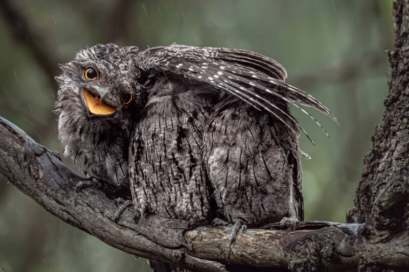A tawny frogmouth bird with its mouth open and wings partially spread perches on a tree branch during a light rain.