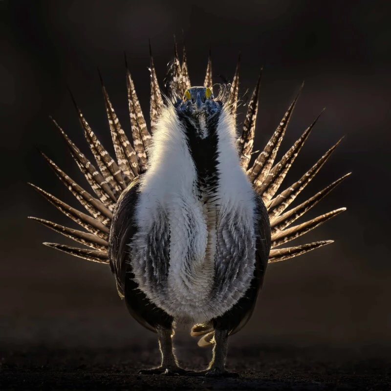 A male greater sage-grouse stands facing forward with its tail feathers fanned out in a display against a dark background.