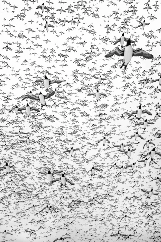 A massive flock of black and white seabirds fills the sky, flying in various directions against a bright, overcast background.