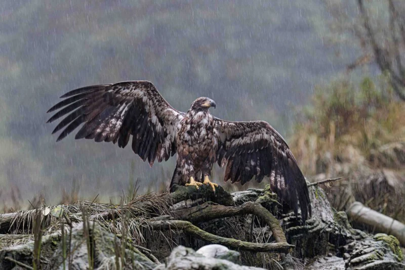 A juvenile bald eagle with wings spread wide perches on a mossy log during a rainstorm.