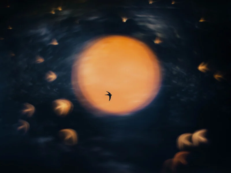 A silhouette of a small bird flies across a large, out-of-focus orange moon surrounded by dark, bokeh-blurred lights.