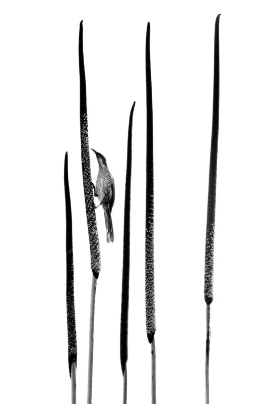 A small bird with a long, curved beak clings to one of five tall, slender, dark-textured stalks against a white background.