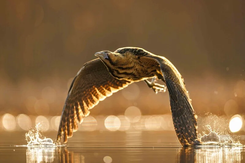 A bittern takes flight from the surface of a calm, sunlit body of water, creating small splashes with its wings and feet.