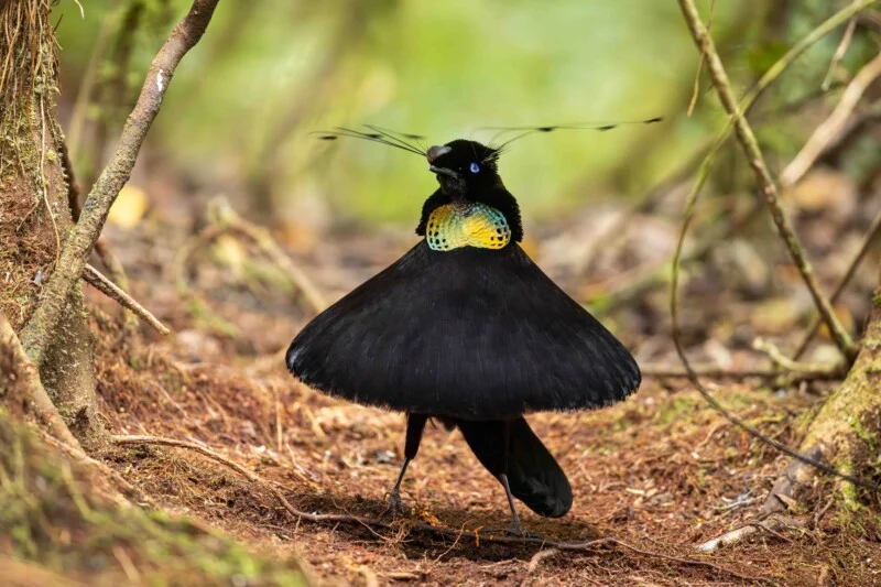 A male superb bird-of-paradise displays its black, fan-shaped plumage and iridescent green-yellow breast shield in a forest setting.