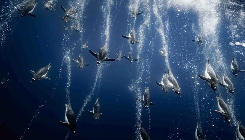 A large group of penguins swims upward through deep blue water, surrounded by numerous rising air bubbles.