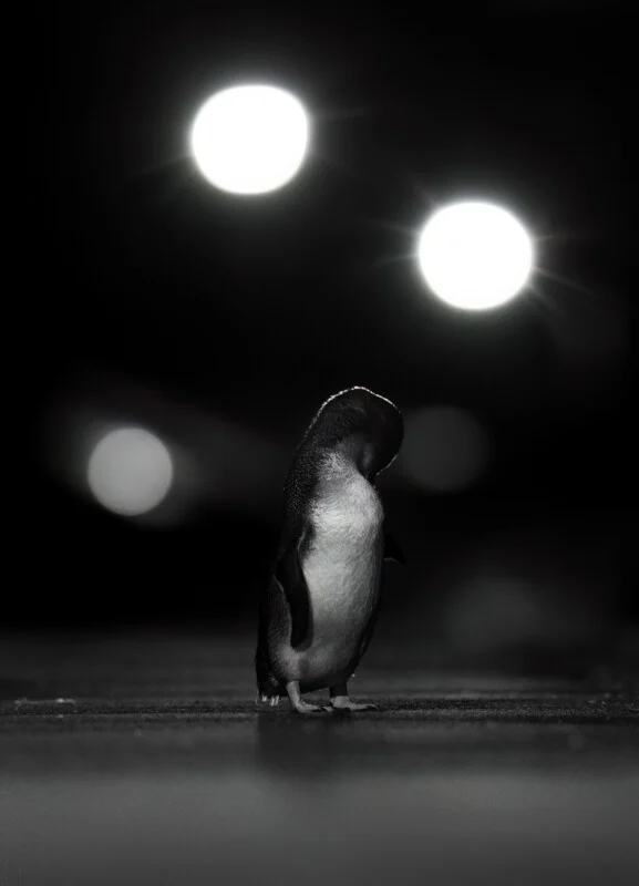 A small penguin stands alone on a dark surface against a black background, illuminated by two bright, out-of-focus lights.