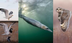 Fenomenale winnaars van Vogelfotograaf van het Jaar 2026
