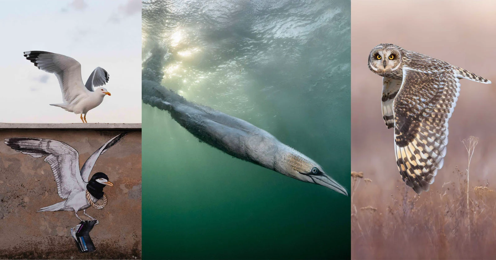 Fenomenale winnaars van Vogelfotograaf van het Jaar 2026