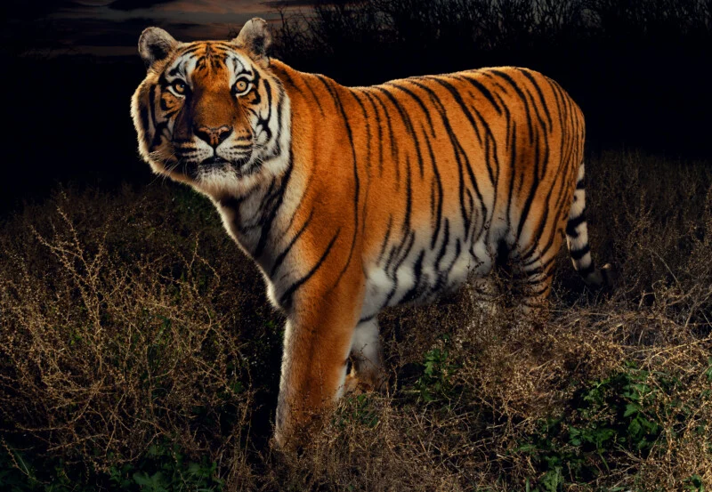 A tiger stands in tall, dry grass at night, looking directly at the viewer with its head turned.