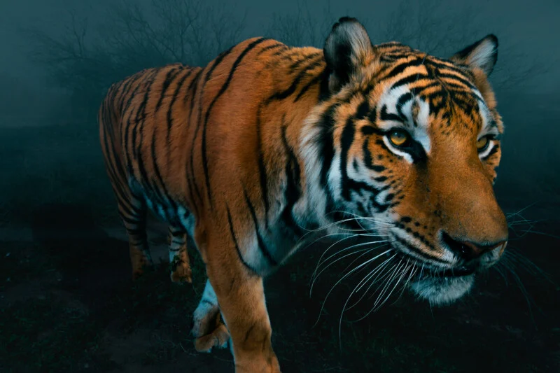 A tiger walks through a dark, foggy landscape, its orange and black striped coat illuminated against the dim background.