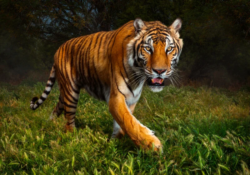A tiger walks through tall green grass toward the camera with its mouth slightly open.
