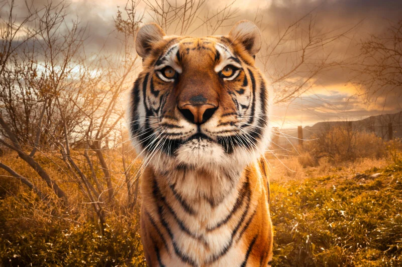 A close-up portrait of a tiger facing forward in a dry, golden-hued landscape with sparse trees and shrubs.