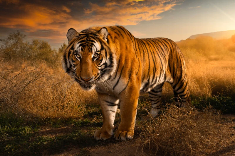 A tiger stands in a dry, grassy field during a golden sunset.