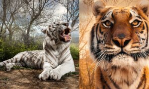 Tijgers fotograferen: portretten van grote katachtigen zoals nooit tevoren