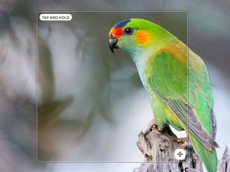 A small green parrot with a black crown, orange cheek patch, and red forehead perches on a weathered wooden branch.