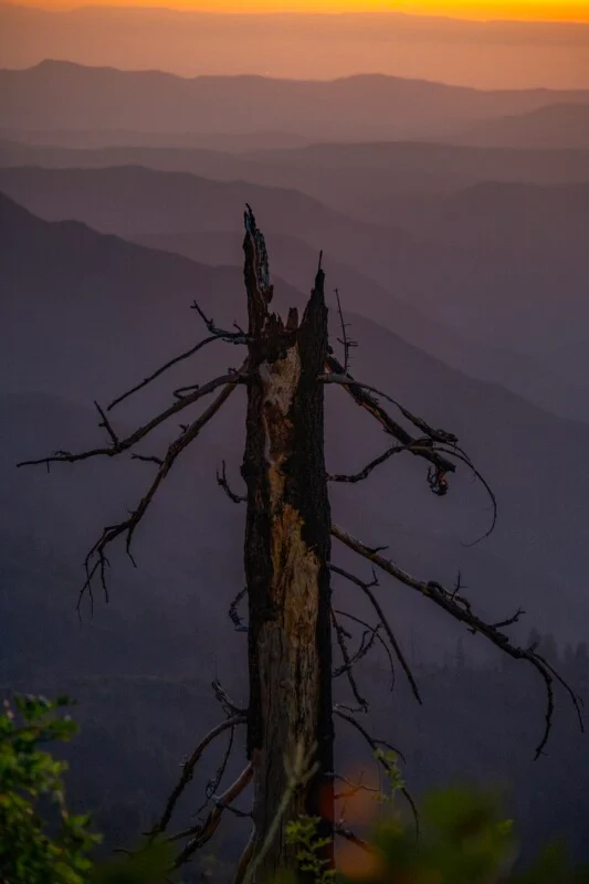 A charred, leafless tree trunk stands in the foreground against a backdrop of layered mountain silhouettes at sunset.
