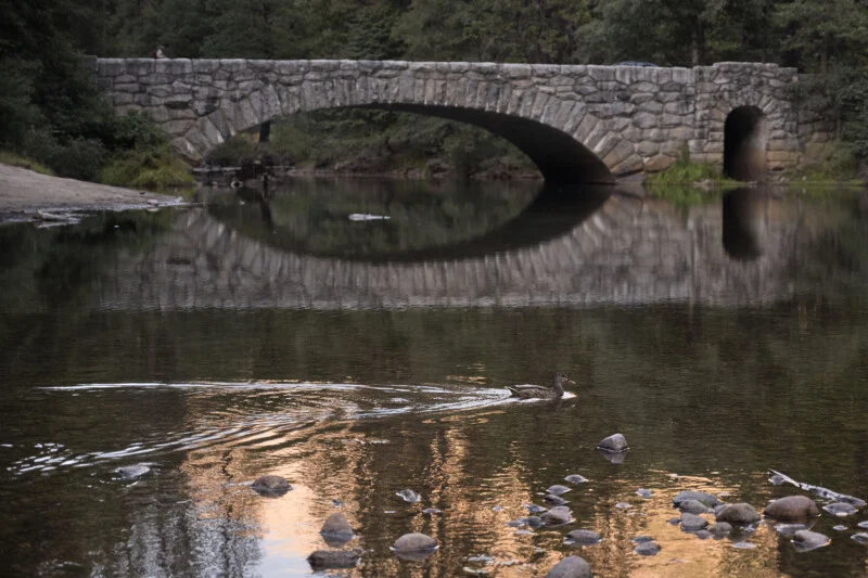A duck swims across a calm river in front of a stone arch bridge with a reflection visible in the water.