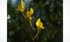 Toerist maakt per ongeluk een foto die leidt tot de ontdekking van een nieuwe bloemensoort