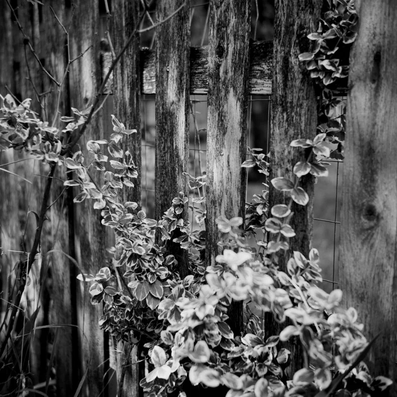 A black and white close-up shows a weathered wooden picket fence partially covered by climbing vines with variegated leaves.