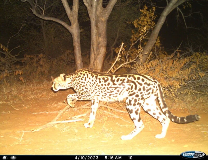 A king cheetah with distinct, large, blotchy spots walks through a wooded area at night, illuminated by a camera flash.