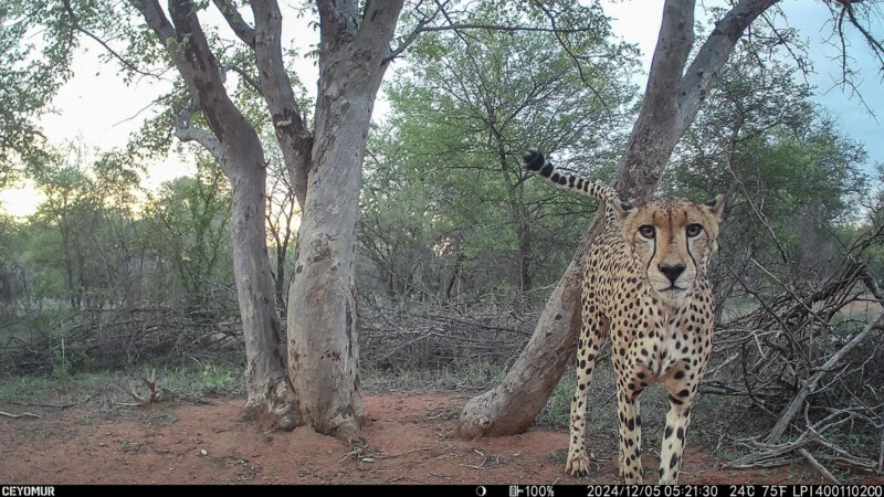 A cheetah stands in a wooded area, looking directly at the camera with its tail held upright.