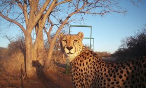 Cameratraponderzoek naar jachtluipaarden in Zuid-Afrika: droevig om te lezen