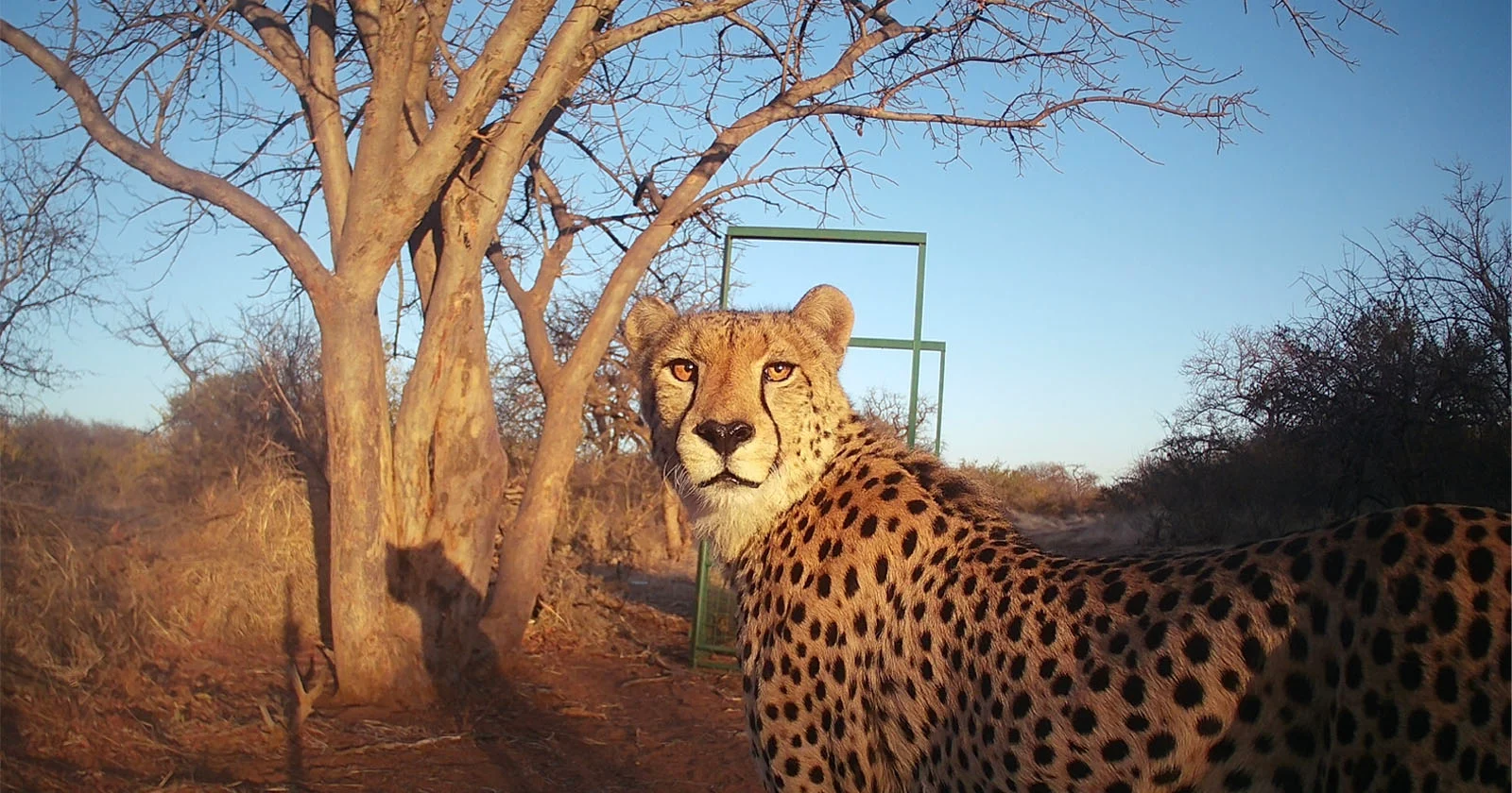 Cameratraponderzoek naar jachtluipaarden in Zuid-Afrika: droevig om te lezen