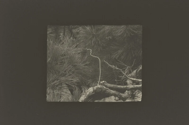 A thin, light-colored, curved line stands vertically against a background of dark, dense pine needles and a textured tree branch.