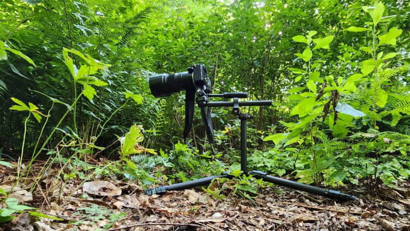 A camera mounted on a tripod is set up outdoors on a forest floor, surrounded by green plants and leafy vegetation. The camera is aimed straight ahead, capturing the natural environment.