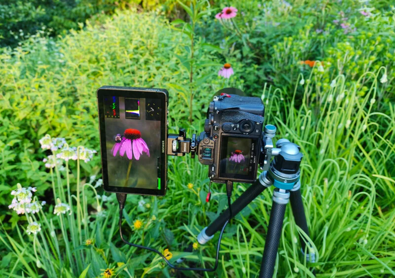 A camera on a tripod aims at a purple coneflower in a green garden. A connected monitor displays a close-up of the flower with a red butterfly on top.