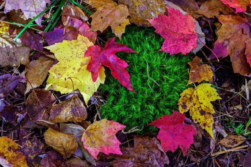 A patch of bright green moss is surrounded by colorful autumn leaves in shades of red, yellow, and brown on the forest floor.