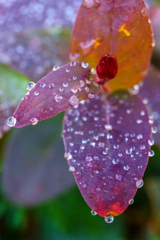 Close-up of purple-red leaves with water droplets and a small red berry, showing fine details and vibrant colors.