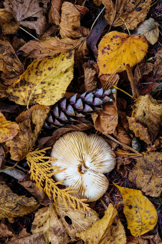 A cream-colored mushroom grows among dry brown and yellow autumn leaves, a pine cone, and a fern frond on the forest floor.