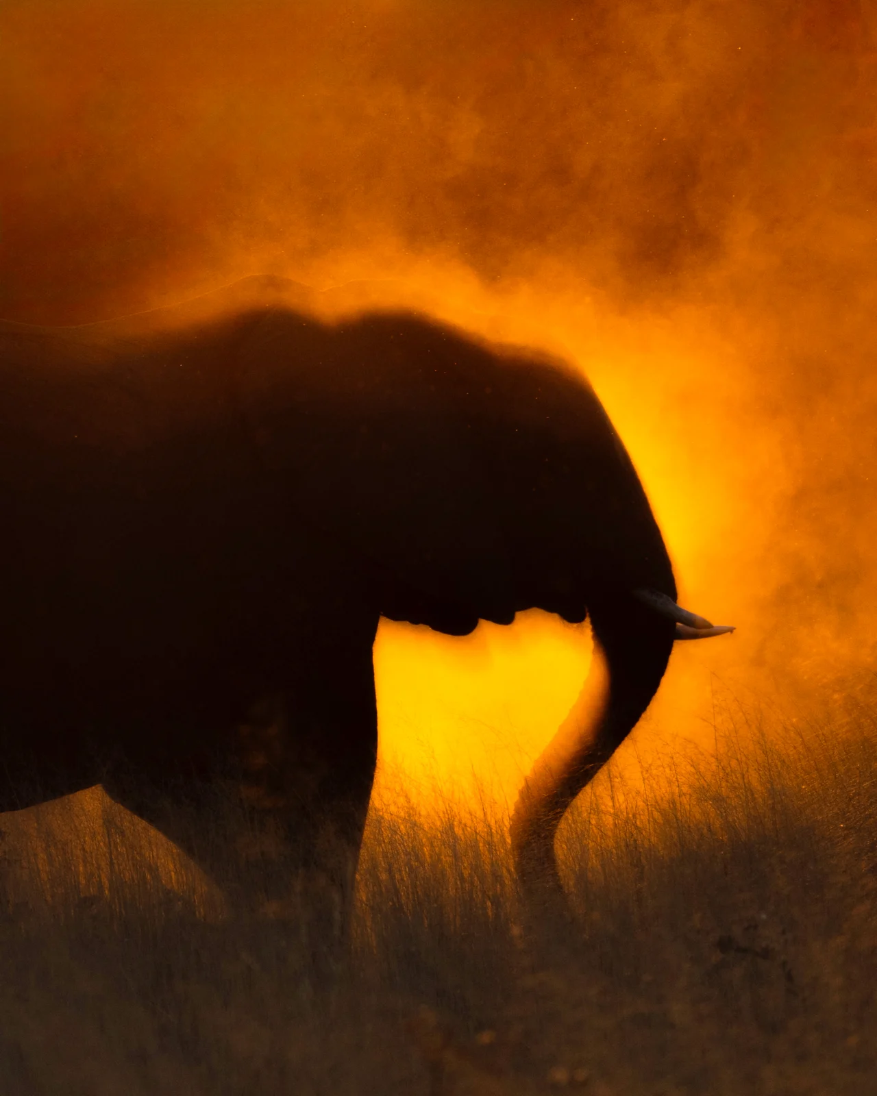 A silhouette of an elephant stands in tall grass against a bright, hazy orange sunset.