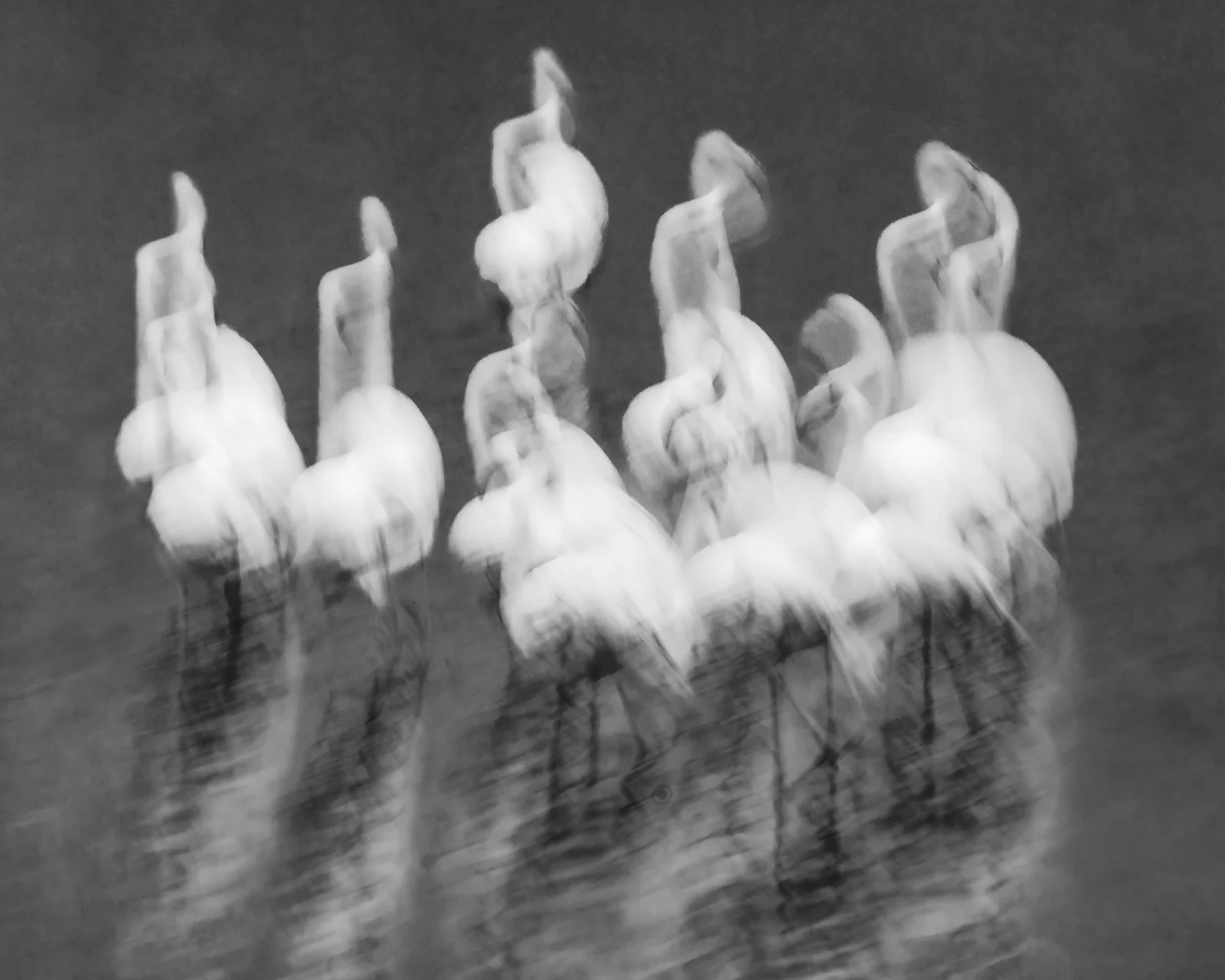 A black-and-white long exposure shot of a group of flamingos standing in water, their forms blurred by motion.