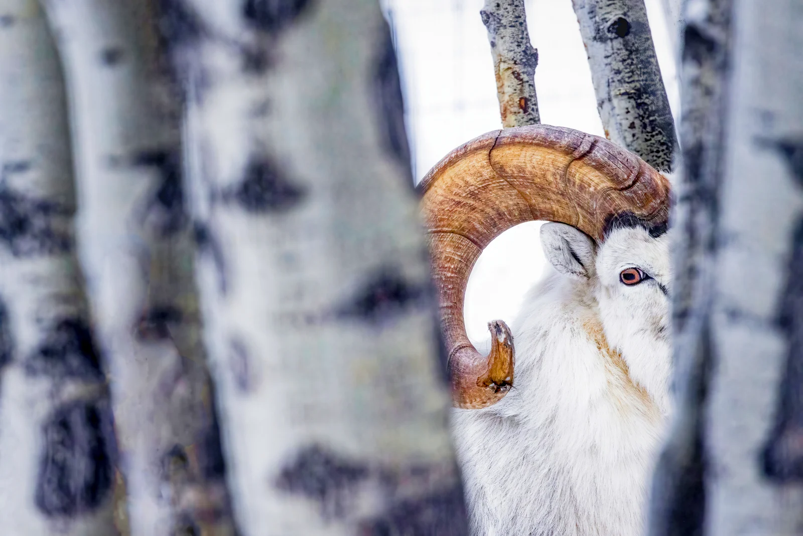 A white Dall sheep with large, curved brown horns peers through the trunks of several birch trees.