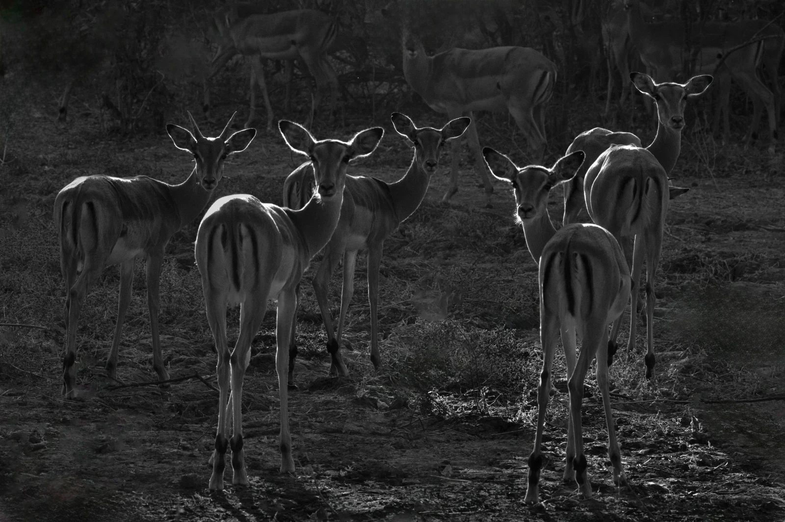 A group of impalas stands in a grassy field, with several individuals looking directly toward the camera.
