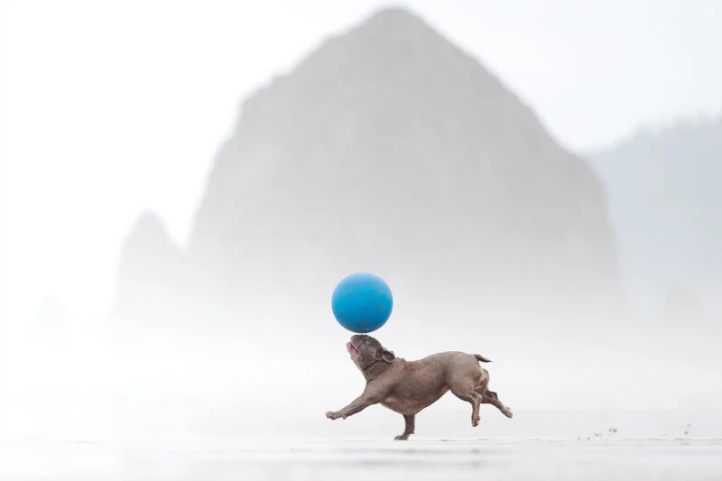 A small, light brown dog runs across a beach, balancing a blue ball on its nose against a backdrop of a large, misty rock.