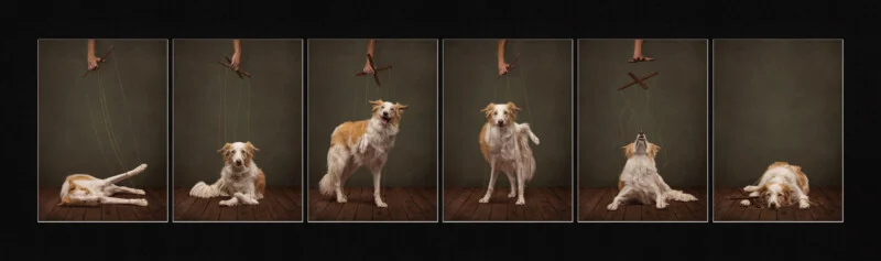 A six-panel sequence shows a human hand using a wooden marionette control to manipulate a border collie in various poses.