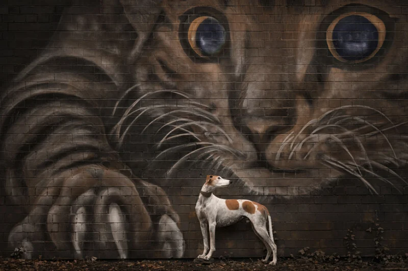A white and brown dog stands in profile against a brick wall featuring a large, artistic mural of a cat's face and paw.