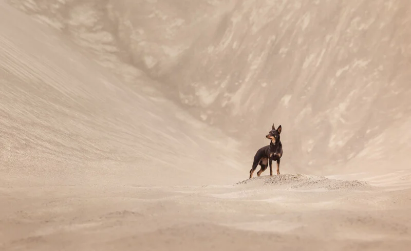 A dark-colored dog with tan markings stands on a small mound in a vast, sandy desert landscape.
