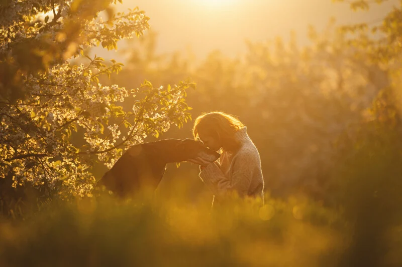 A woman in a sweater gently touches noses with a dark-coated dog in a sunlit orchard filled with blooming white flowers.