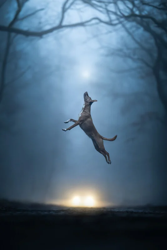 A brown dog leaps into the air against a backdrop of a dark, foggy forest with two glowing lights visible in the distance.