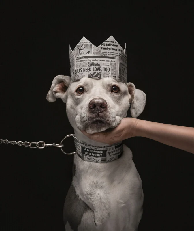 A white pit bull wearing a newspaper crown and collar sits against a black background while a hand gently holds its chin.